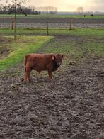 Rood Dexter stierkalf