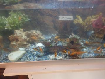 Te koop mooie collectie van aquarium vissen !!  beschikbaar voor biedingen