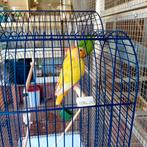 2 jonge gele agapornissen + 4 kleintjes in den blok, Dieren en Toebehoren
