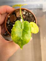 Alocasia gageana aurea variegata, Ophalen of Verzenden