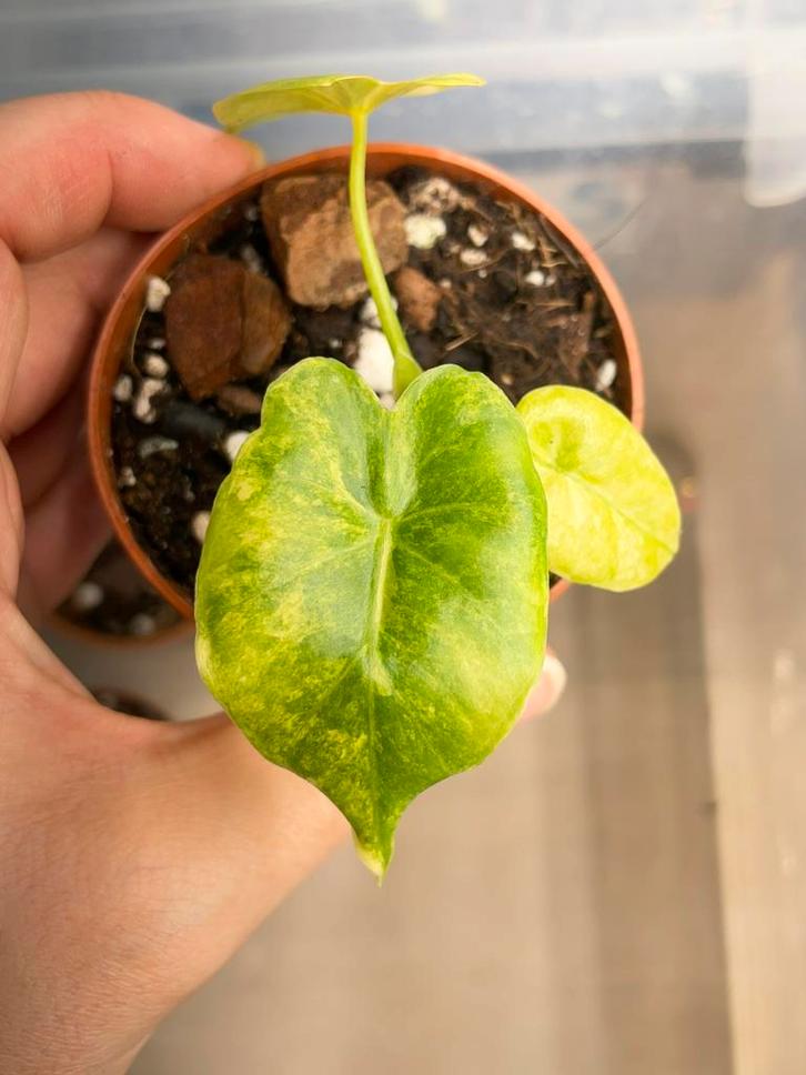 Alocasia gageana aurea variegata, Huis en Inrichting, Kamerplanten, Ophalen of Verzenden