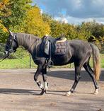 Dringend opzoek!!, Dieren en Toebehoren, Paarden