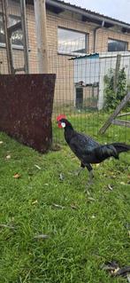 Minorca haan, Dieren en Toebehoren