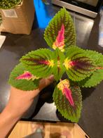 Coleus (siernetel), Huis en Inrichting, Kamerplanten, Overige soorten, Ophalen of Verzenden, Minder dan 100 cm, Volle zon