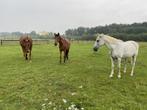 Weidemaatje gezocht, Dieren en Toebehoren, Paarden