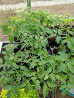 Plants de tomates bio, Ophalen