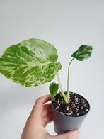 Monstera Bulbasaur, Overige soorten, In pot, Minder dan 100 cm, Groene kamerplant