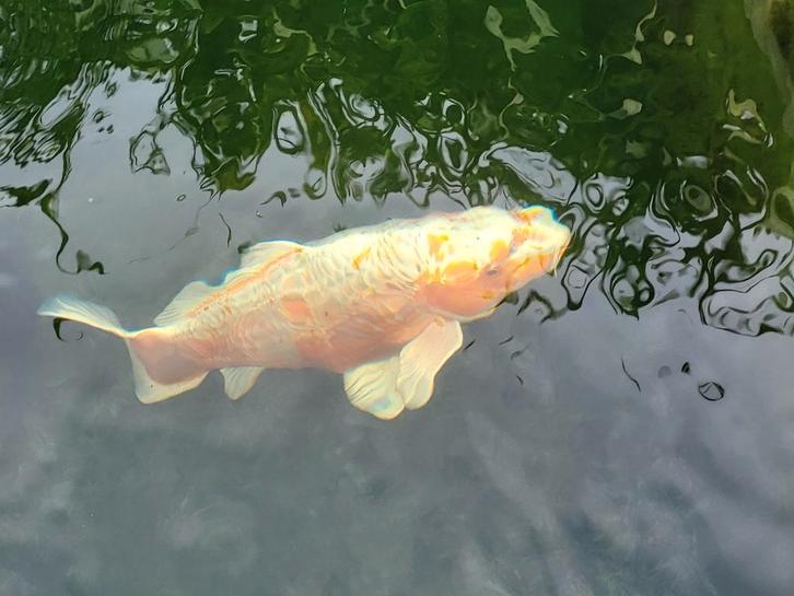 Wil er iemand witte grote koi(s) ruilen voor gekleurde koi?, Dieren en Toebehoren, Vissen | Vijvervissen