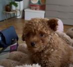 Toy poedel, Dieren en Toebehoren, Honden | Chihuahua's en Gezelschapshonden, Poedel, België, Fokker | Hobbymatig, CDV (hondenziekte)