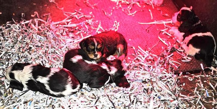 chiots Cavalier King Charles Spaniel 21-11-25, Animaux & Accessoires, Chiens | Chihuahuas & Chiens de compagnie, Plusieurs animaux