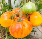 Tomate de boeuf jaune-orange Ananas - 5 graines, Graine, Printemps, Envoi