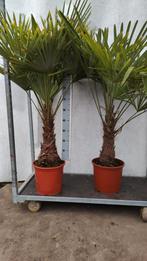 Trachycarpus fortunei Winterhard 2 m.hoog, Enlèvement ou Envoi