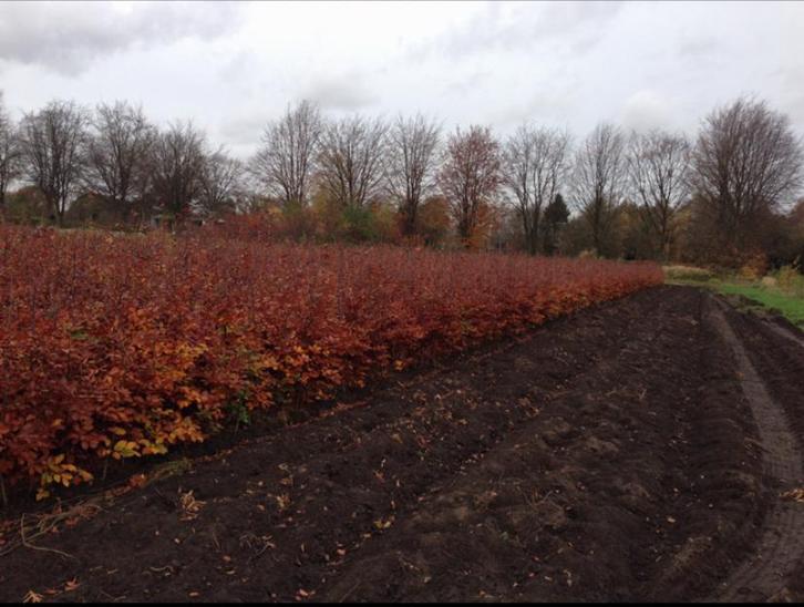 Hêtre vert et rouge (Fagus sylvatica), Jardin & Terrasse, Plantes | Jardin, Plante fixe, Autres espèces, Enlèvement