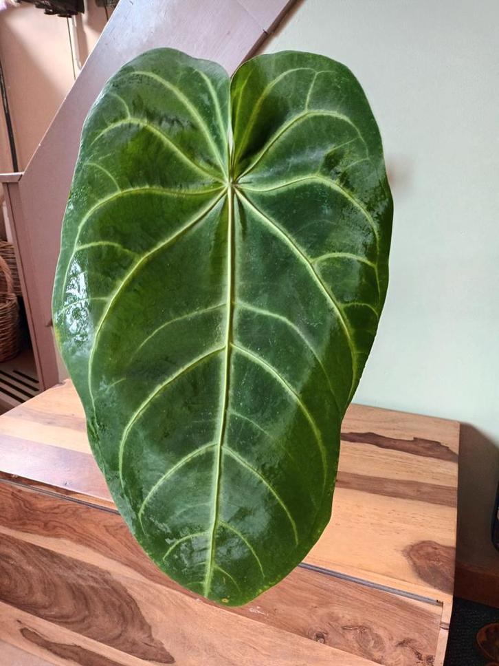 zaailing Anthurium magnificum, Huis en Inrichting, Kamerplanten, Ophalen of Verzenden