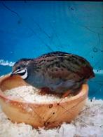 Caille chinoise, Animaux & Accessoires, Volatiles | Accessoires, Enlèvement