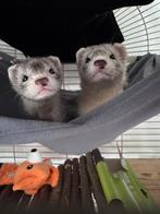 2 fretjes., Dieren en Toebehoren, Overige Dieren, December, Meerdere dieren