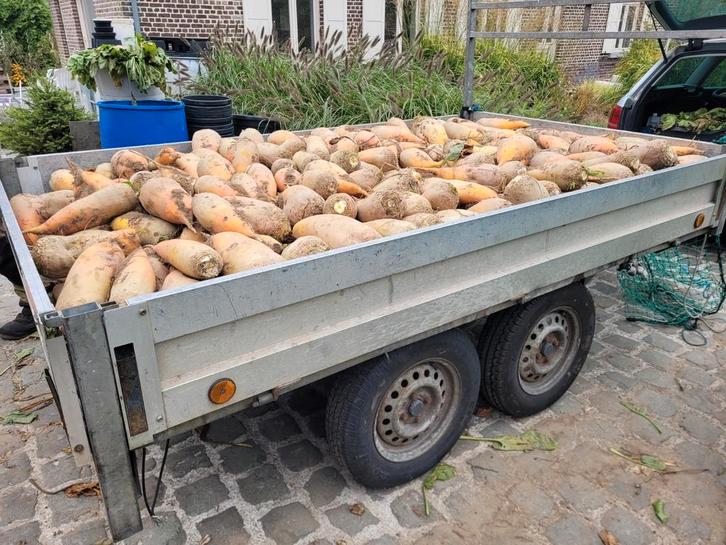 Handgerooide voederbieten geleverd met dubbelasser 800 kg, Dieren en Toebehoren, Dierenvoeding, Ophalen