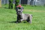 Franse bulldog pups, België, 15 weken tot 1 jaar, CDV (hondenziekte), Bulldog