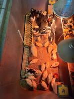 Kuiken te koop bonte leghorn,red island,bloemenkip,auracana,, Dieren en Toebehoren