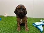 Nestje Cockapoo pups, Dieren en Toebehoren, Honden | Chihuahua's en Gezelschapshonden, België, Overige rassen, CDV (hondenziekte)