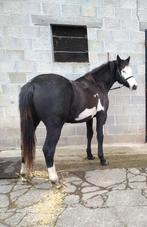 Prachtige merrie, Dieren en Toebehoren, Merrie, M