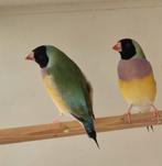 Jonge Gouldamadines van eind 2024 begin 2025, Dieren en Toebehoren, Vogels | Overige Vogels, Meerdere dieren, Tropenvogel