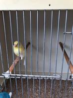 Un boucher d'eau des Canaries a été appelé le 24 février, Animaux & Accessoires, Oiseaux | Canaris, Canari chanteur, Mâle
