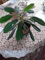 Madagascar jewel plant meer dan 5 j. oud, Huis en Inrichting, Ophalen, Vetplant, Minder dan 100 cm