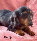 Langharige teckel pups (reukes), Dieren en Toebehoren, Honden | Teckels en Dashonden, België, 15 weken tot 1 jaar, Reu, CDV (hondenziekte)