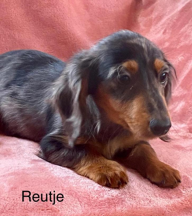 Langharige teckel pups (reukes), Dieren en Toebehoren, Honden | Teckels en Dashonden, Reu, Langhaar, Dwerg, Fokker | Professioneel