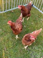 Kuikens bruine legkip, Dieren en Toebehoren, Pluimvee