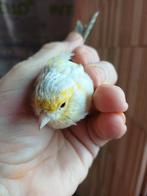 Kanaries opaal/agaat, Dieren en Toebehoren, Meerdere dieren, Kleurkanarie
