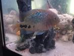 Vieja chicliden, Dieren en Toebehoren, Vissen | Aquariumvissen