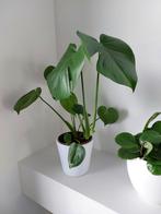 Kamerplanten peperomia monstera....., Huis en Inrichting, Ophalen of Verzenden