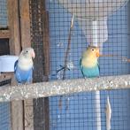 Agapornis fischerie, Animaux & Accessoires, Oiseaux | Perruches & Perroquets, Sexe inconnu, Perroquet nain ou Inséparable, Bagué