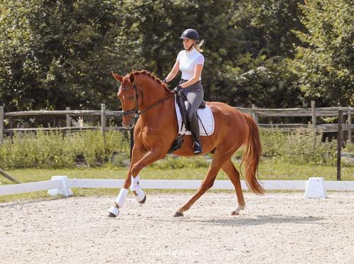 dressuurpaard BWP 3,5 jaar, Animaux & Accessoires, Chevaux, Hongre, B, 170 à 175 cm, 3 à 6 ans, Cheval de dressage, Avec pedigree