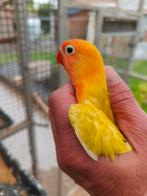 Fischeri jong, Dieren en Toebehoren, Geringd