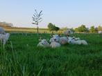 Swifter ramlammeren te reserveren, Mannelijk, Schaap, 0 tot 2 jaar