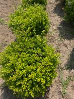 Ilex bollen 50 cm, Ophalen