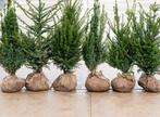 ‼️taxus baccata slechts 2per meter nodig ‼️, Tuin en Terras, Planten | Struiken en Hagen, Ophalen, Taxus