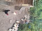 Poules de bresse  haan, Dieren en Toebehoren, Pluimvee, Mannelijk, Kip