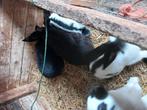 .reuze vlinders, Dieren en Toebehoren
