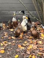 Loopeenden, Dieren en Toebehoren