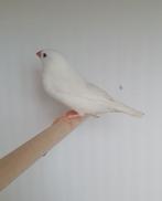 Zebravink wit mannetje, Dieren en Toebehoren, Vogels | Overige Vogels