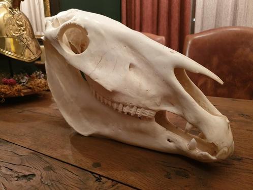 Zebra schedel. Africa wild mancave rariteitenkabinet, Verzamelen, Dierenverzamelingen, Nieuw, Schedel, Wild dier, Ophalen of Verzenden