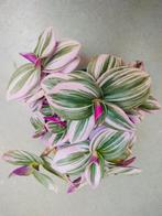 Tradescantia 'Nanouk', Enlèvement