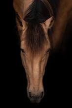 5 JARIGE PRE RUIN, Dieren en Toebehoren, Paarden