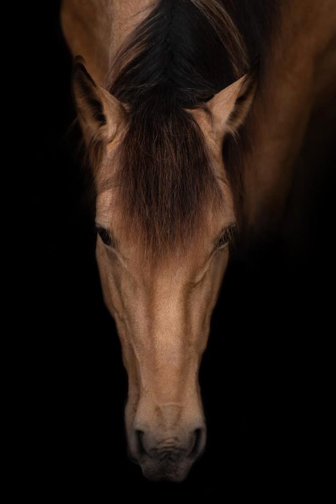 5 JARIGE PRE RUIN, Animaux & Accessoires, Chevaux