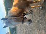 Lieve jaarling d pony zoekt een nieuw huisje, Dieren en Toebehoren, Pony's, Merrie, Niet van toepassing, 0 tot 2 jaar, Gechipt