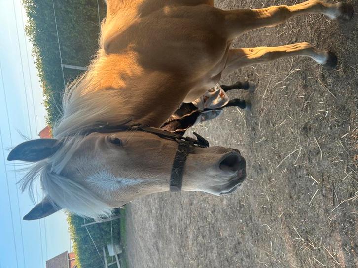 Lieve jaarling d pony zoekt een nieuw huisje, Dieren en Toebehoren, Pony's, Merrie, Niet van toepassing, D pony (1.37m tot 1.48m)